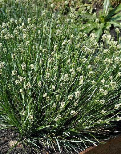 Sesleria 2l
