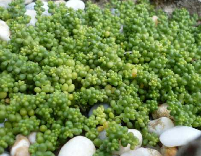 Stonecrop alb