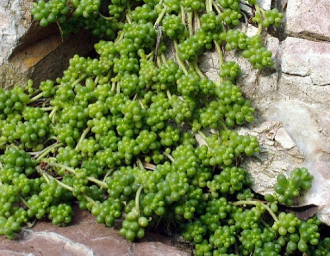 Stonecrop alb