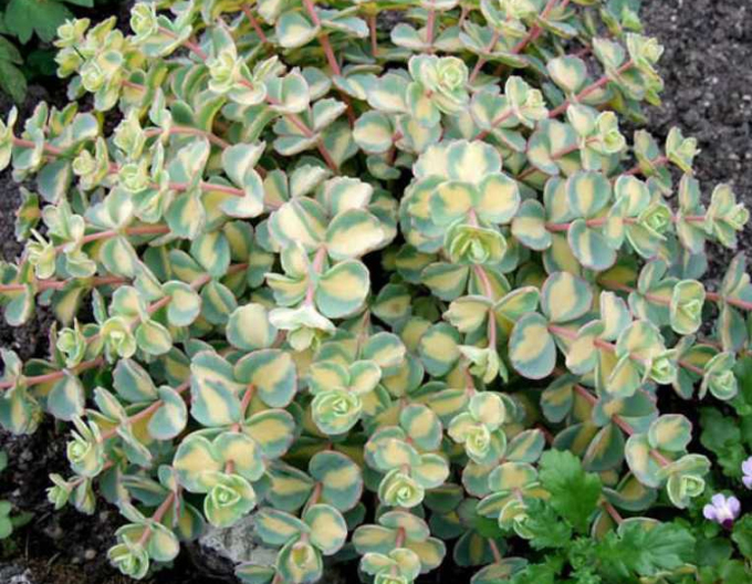 Stonecrop sieboldii Variegatum