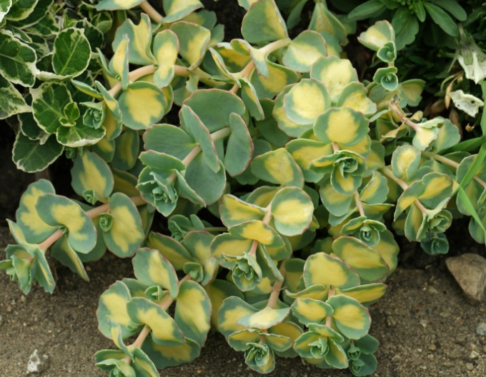 Stonecrop sieboldii Variegatum