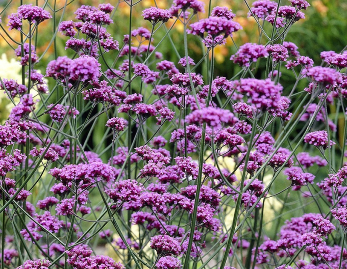 Verbena