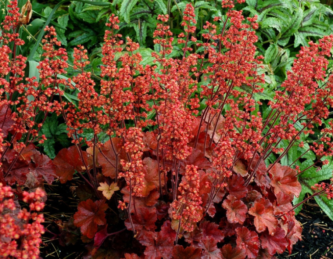 Heuchera  Cherry Cola