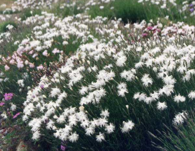 Garoafa ´White and Blush´