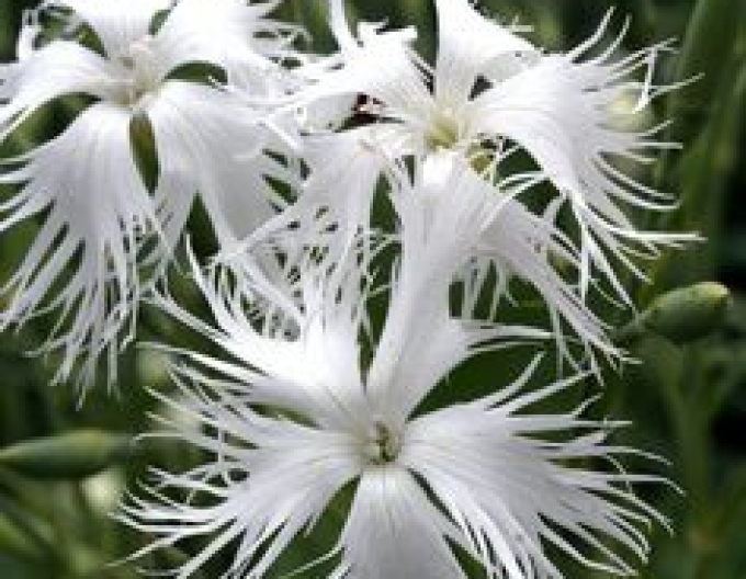 Garoafa ´White and Blush´