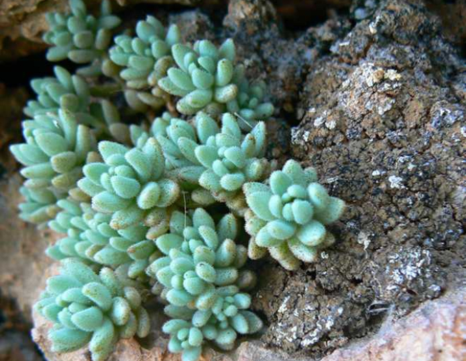Stonecrop cu frunze groase