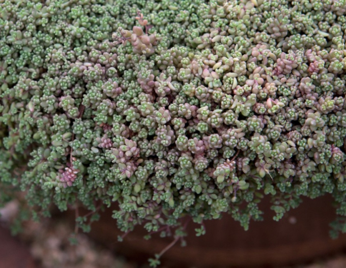 Stonecrop cu frunze groase