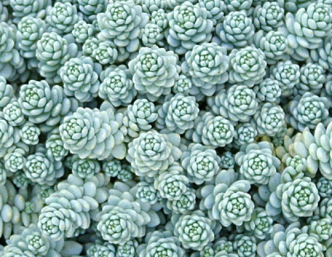 Stonecrop cu frunze groase