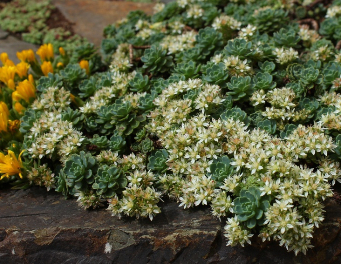 Stonecrop pachyclados