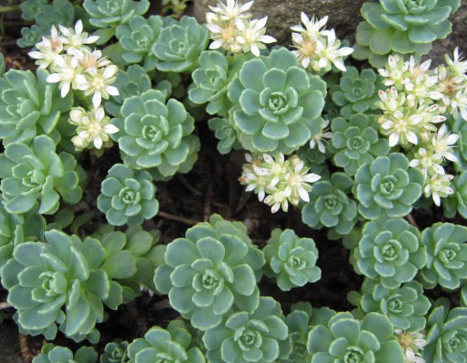 Stonecrop pachyclados