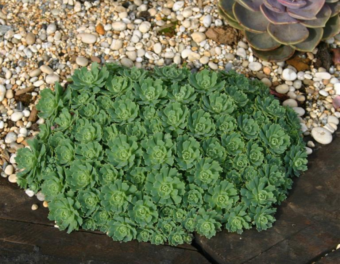 Stonecrop pachyclados