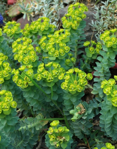 Euphorbia