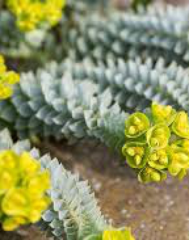 Euphorbia