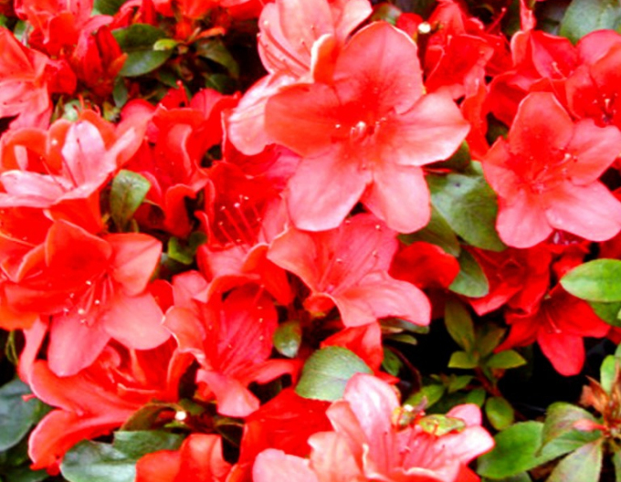 Azalea japonica Radja