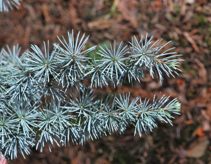 Cedru de Liban ´Glauca Pendula´