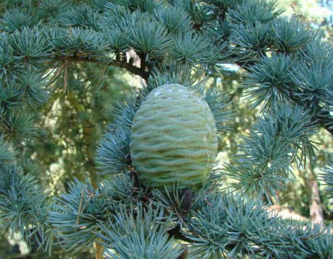 Cedru de Liban ´Glauca Pendula´