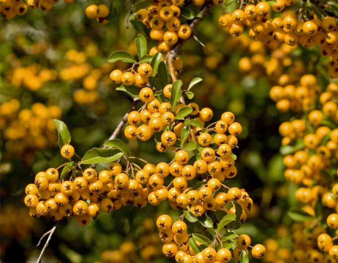 Păducel Scarlet Soleil ď Or (Pyracantha coccinea Soleil ď Or)