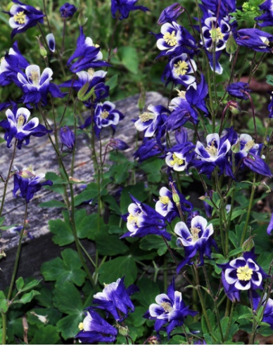 Căldărușă ´Blue White´