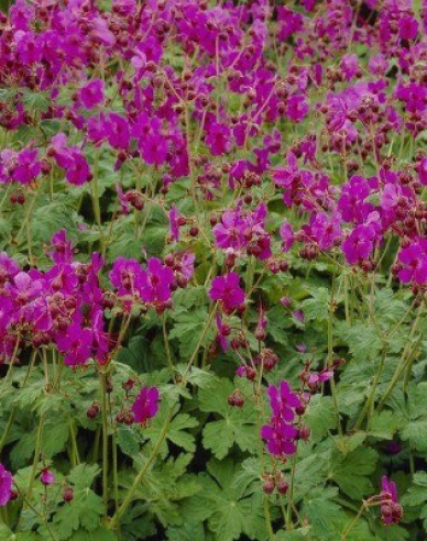 Ciocul berzei Bevans Variety