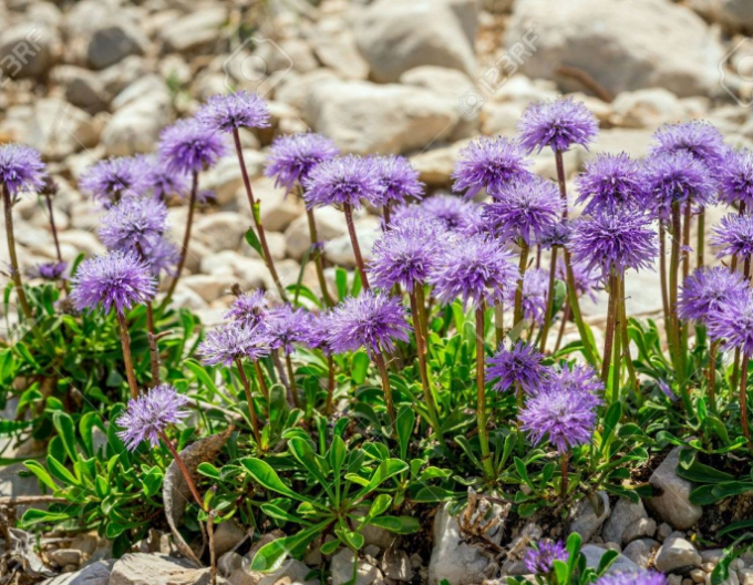 Scabiosa  Blue
