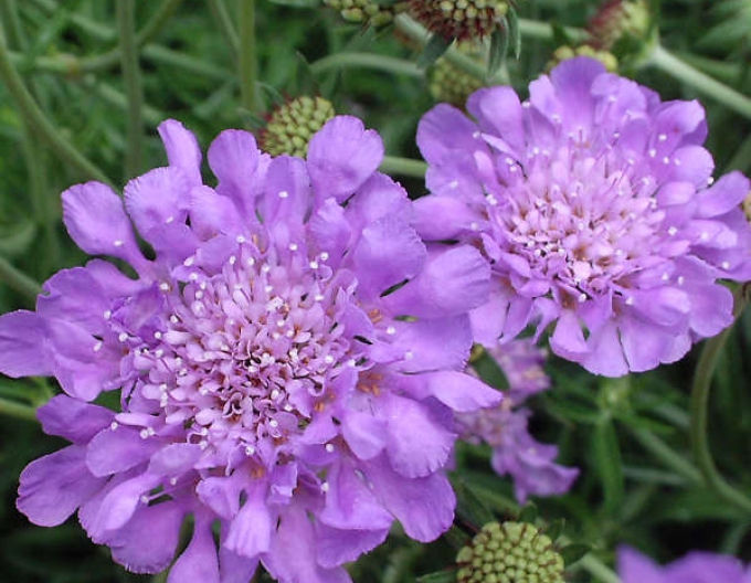 Scabiosa  Blue