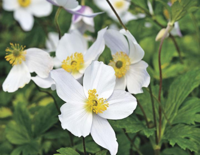 Anemone sylvestris ´Snow White´