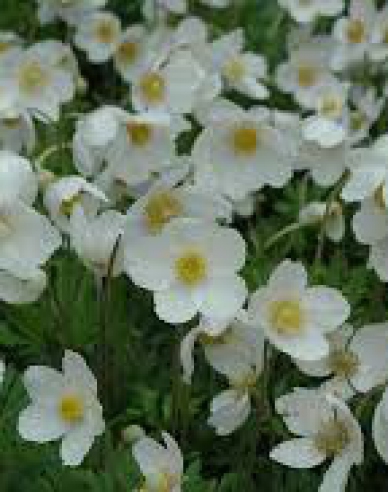 Anemonă-Albă ca Zăpada