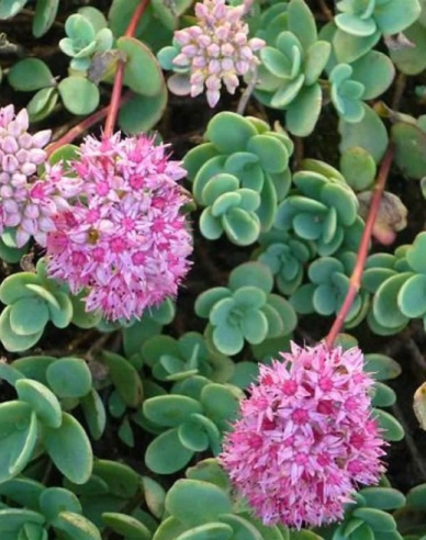 Stonecrop Bright Pink