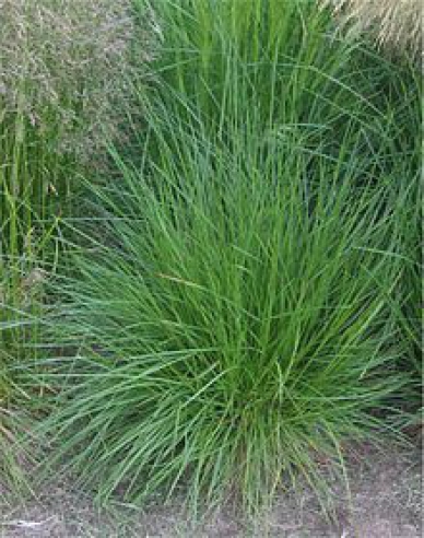 Deschampsia ´Goldtau´ 2l