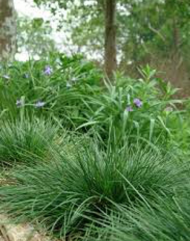 Deschampsia ´Goldtau´ 2l