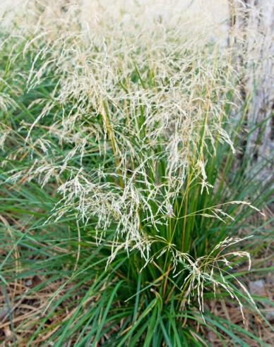Deschampsia ´Goldtau´ 2l