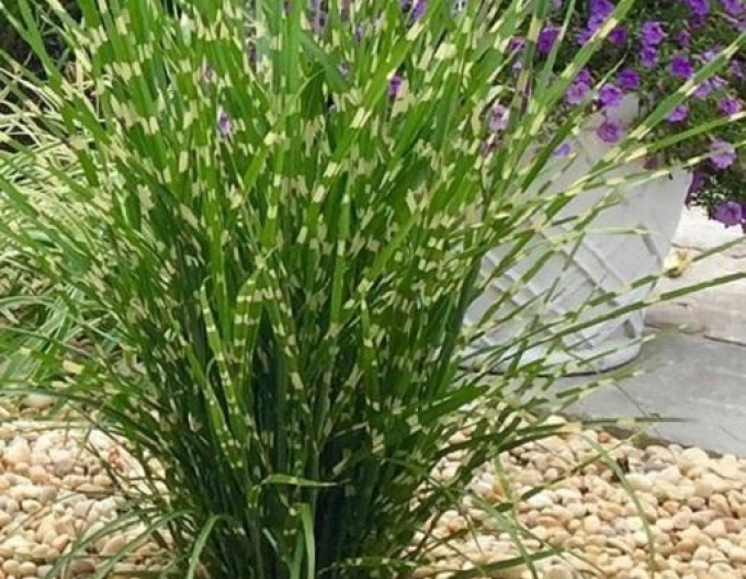 Miscanthus-strictus-dwarf