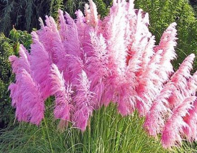 Iarbă de pampas ´Rose Plume´
