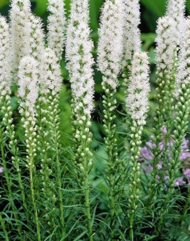 Liatra Floristan White