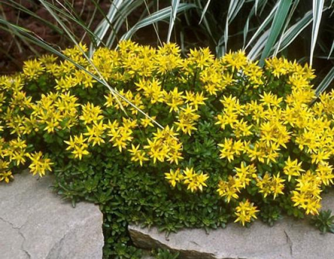 Kamchatka stonecrop