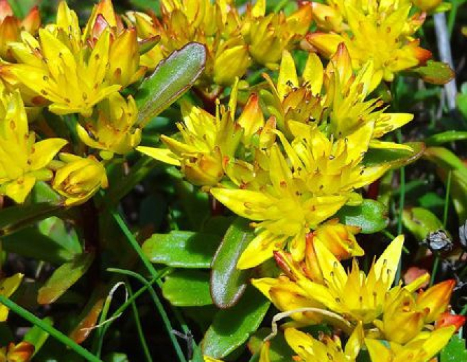 Kamchatka stonecrop