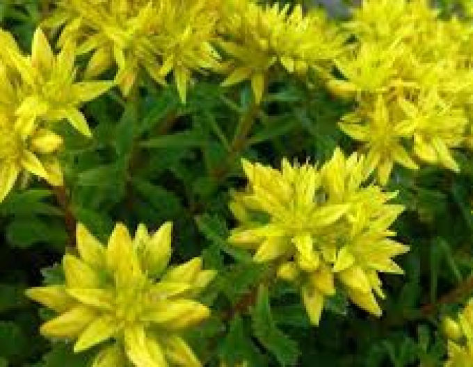 Kamchatka stonecrop