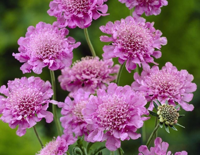 Scabiosa- roz