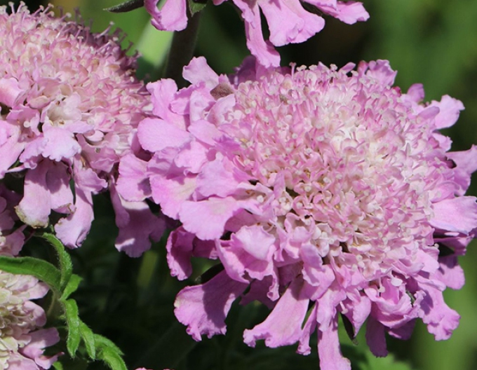 Scabiosa- roz
