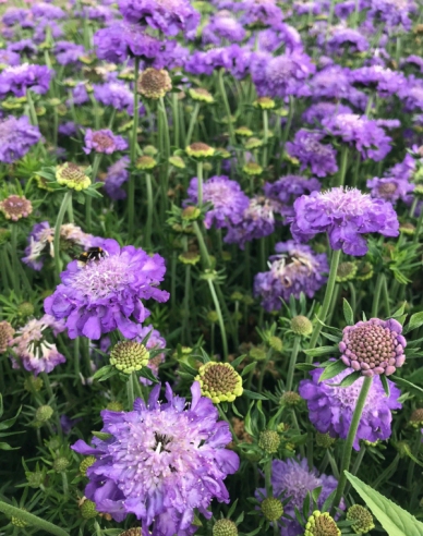 Scabiosa- Blue