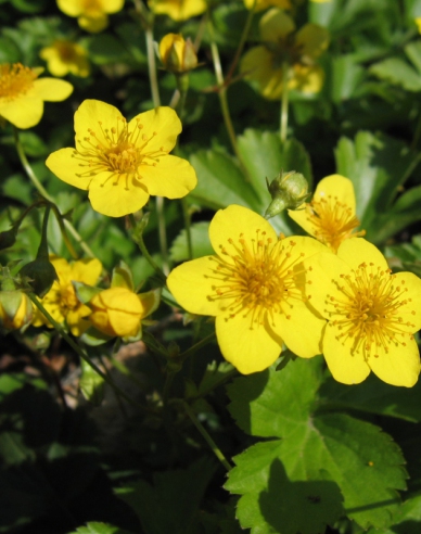 Waldsteinia