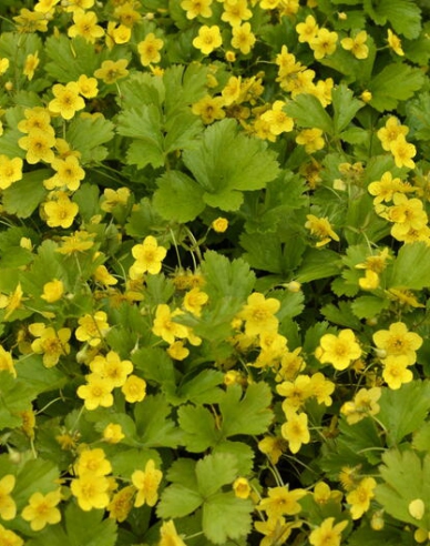 Waldsteinia