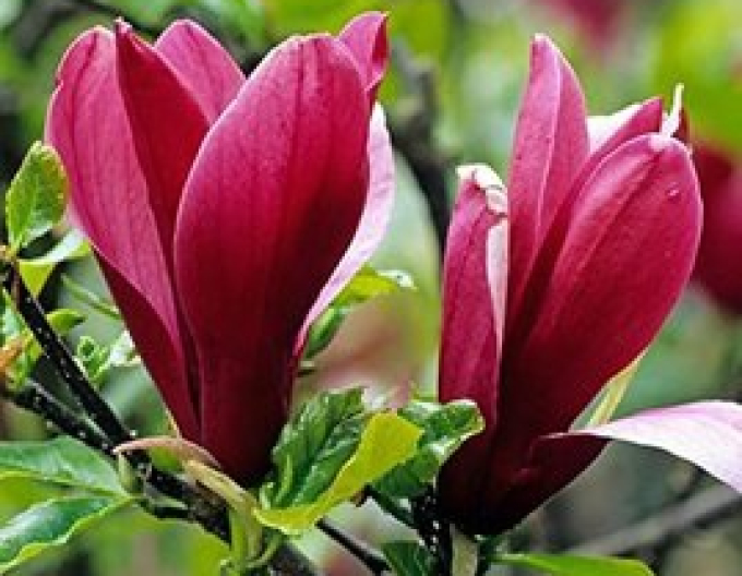 Magnolia flori de lalea Nigra
