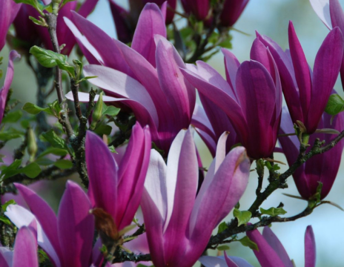 Magnolia flori de lalea Nigra