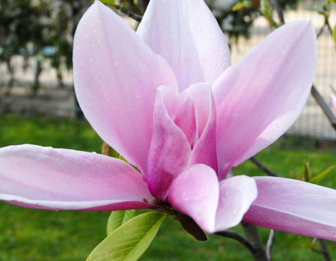 Magnolia ´Star Wars´