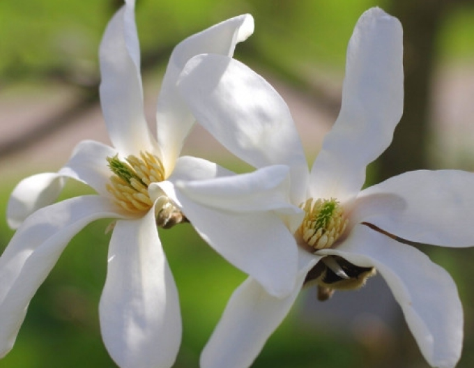 Magnolia ´Stellata´ pe o tulpină