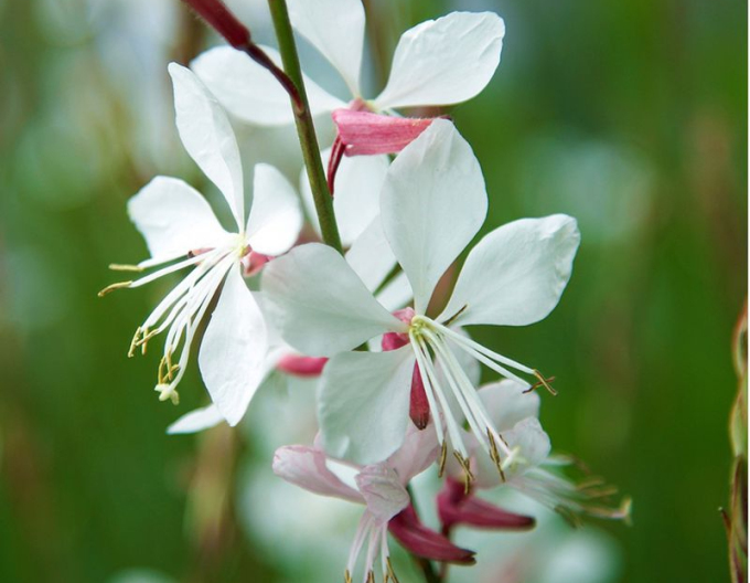 Gaura ʹWhirling Butterflies