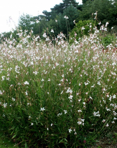 Gaura ʹVârtej de fluturiʹ