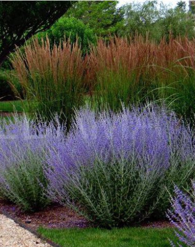 Salvie rusească - Perovskia ´Russian Sage´