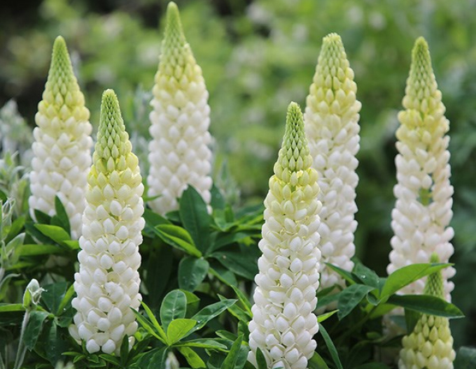Lupin  Nuanțe albe